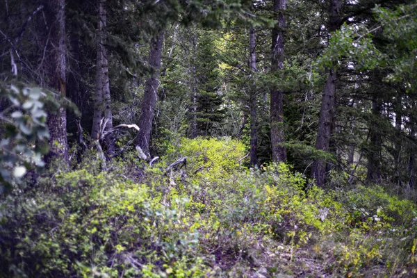 Pine Forest Springtime — Stock Photo, Image
