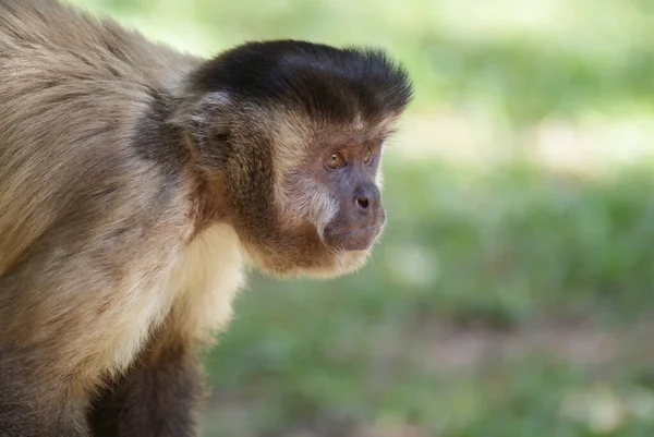 Närbild Bild Vilda Capuchin Apa Skogen Mot Suddig Bakgrund — Stockfoto