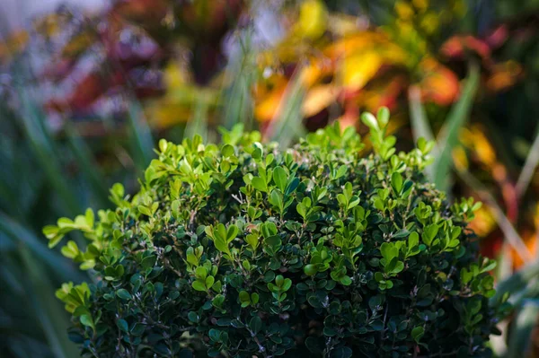 Enfoque Selectivo Arbusto Hojas Verdes Bajo Luz Del Sol —  Fotos de Stock