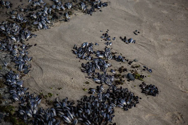 Closeup Black Shells Washed Beach — 图库照片