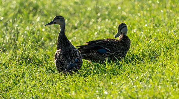 Une Paire Canards Colverts Sur Une Prairie Verte — Photo