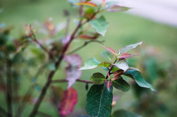 Enfoque Selectivo Hojas Verdes Una Rama — Foto de Stock