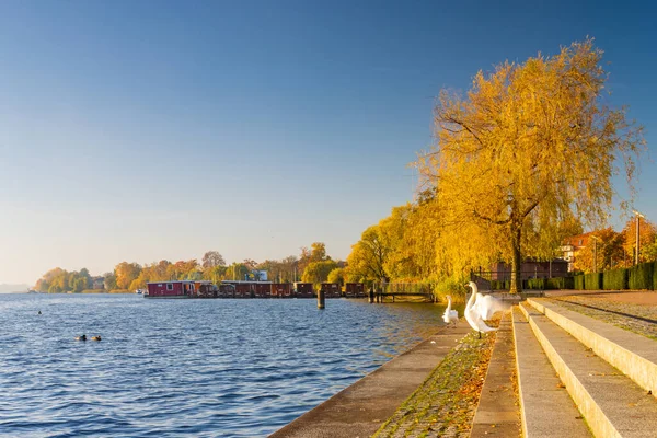 Dois Cisnes Perto Passeio Lago Neuruppin Alemanha — Fotografia de Stock