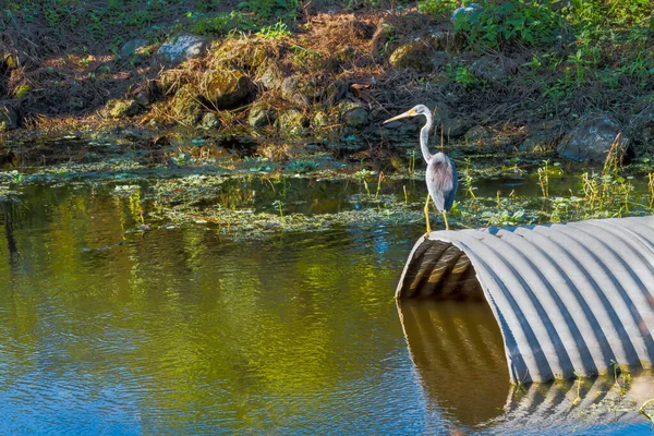 A Great Blue Heron bird perched on a conduit pipe to catch fish coming through water on a sunny day