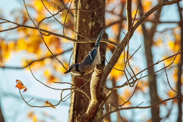 Schilderachtig Uitzicht Prachtige Vogel Natuur — Stockfoto