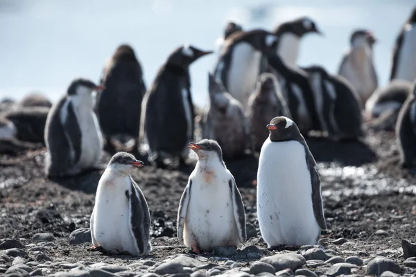 Closeup Waddle Gentoo Penguins Yankee Harbour Antarctica — Fotografia de Stock