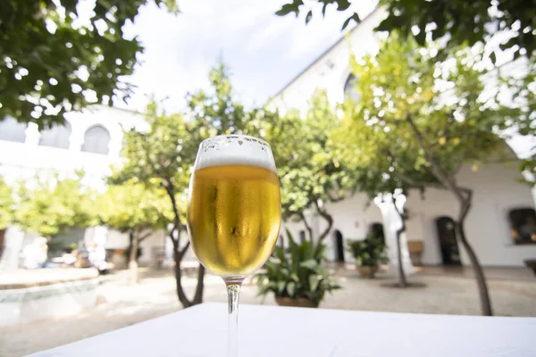 Vaso Cerveza Fría Patio Del Hotel Con Árboles Cítricos — Foto de Stock