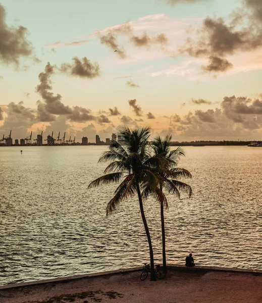 Uma Bela Vista Uma Palma Junto Mar Pôr Sol — Fotografia de Stock