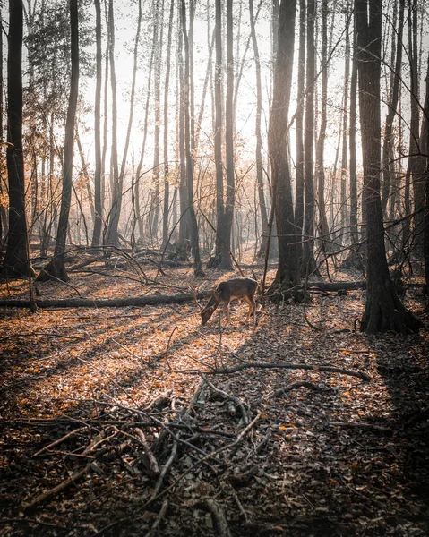 Sonbaharda Ormanda Bir Geyiğin Dikey Görüntüsü — Stok fotoğraf