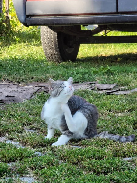 Eine Gestreifte Grauweiße Katze Auf Einem Grünen Feld — Stockfoto