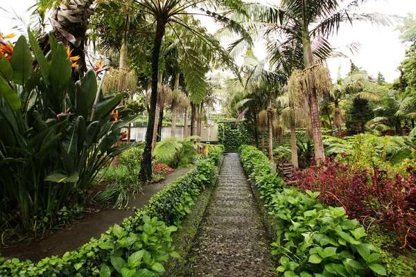 Jardim Botanico Madeira Funchal Ботанический Сад Мадерии Португалия — стоковое фото