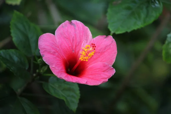 Una Rosa China Floreciendo Jardín — Foto de Stock