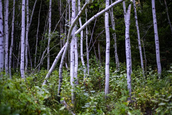 Una Fitta Foresta Betulle Primavera — Foto Stock