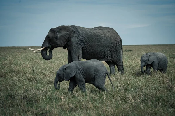 一只大象带着它的幼崽的令人惊叹的镜头 — 图库照片