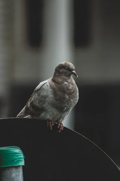 Closeup Shot Sleeping Pigeon Blurred Background — Stockfoto