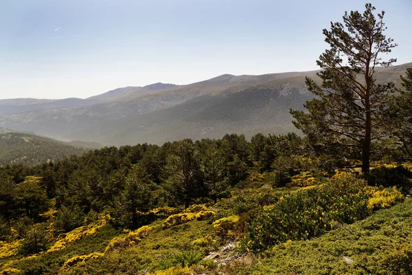 Hills Dense Vegetation Sunny Day Sierra Guadarrama National Park Spain — Fotografia de Stock