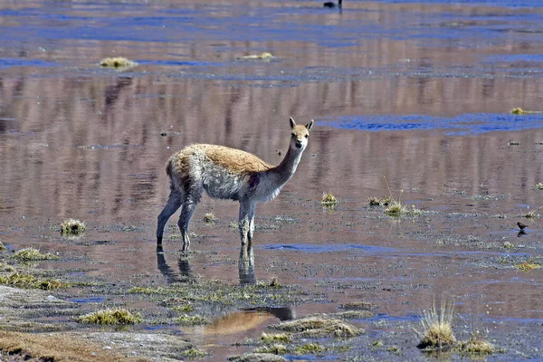 Beau Cliché Une Vicuna Debout Dans Eau Regardant Caméra Près — Photo