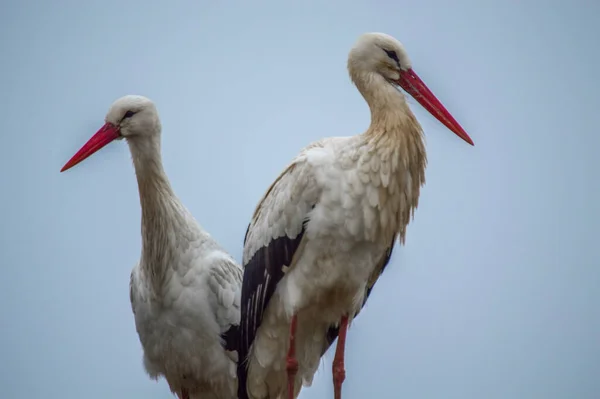 Two Beautiful White Storks Looking Direction Blue Sky Background — Stockfoto