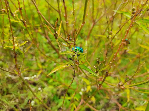 绿色植物叶子上的绿色宝石甲虫 — 图库照片