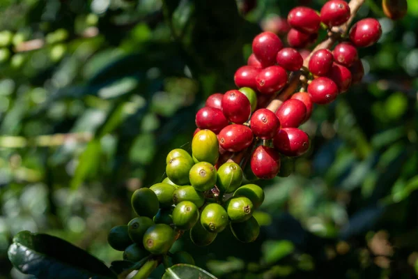 Zbliżenie Ujęcie Ziarna Kawy Plantacji — Zdjęcie stockowe
