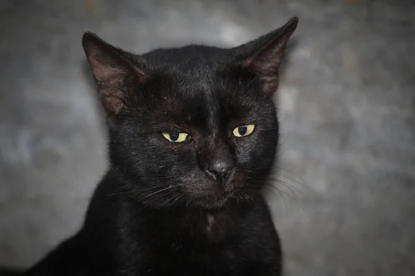 在模糊的背景中 一只黑猫的特写 — 图库照片