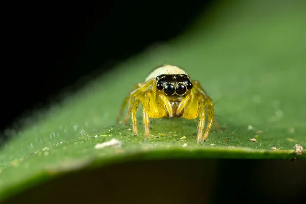 Closeup Shot Spider Green Leaf — 图库照片