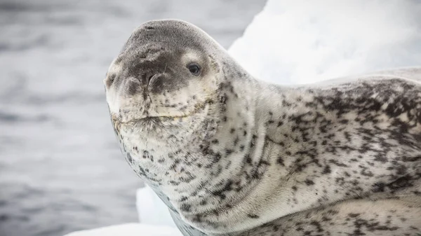 A closeup of a leopard seal on the ice in Antarctica with a blurry background
