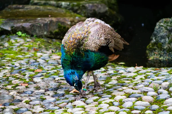 Detailní Záběr Krásného Páva Ohnutého Zemi Dierenpark Amersfoort Nizozemsko — Stock fotografie