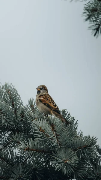 Cute House Sparrow Sitting Pine Tree — Fotografia de Stock