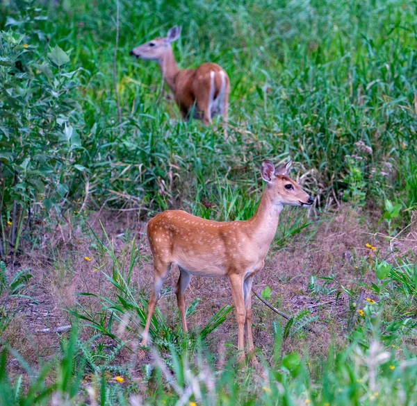 Ein Entzückendes Baby Entdeckt Rehe Auf Einem Feld — Stockfoto