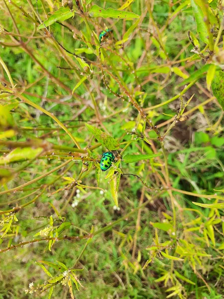 Green Jewel Beetle Green Plant Leaves — Fotografia de Stock