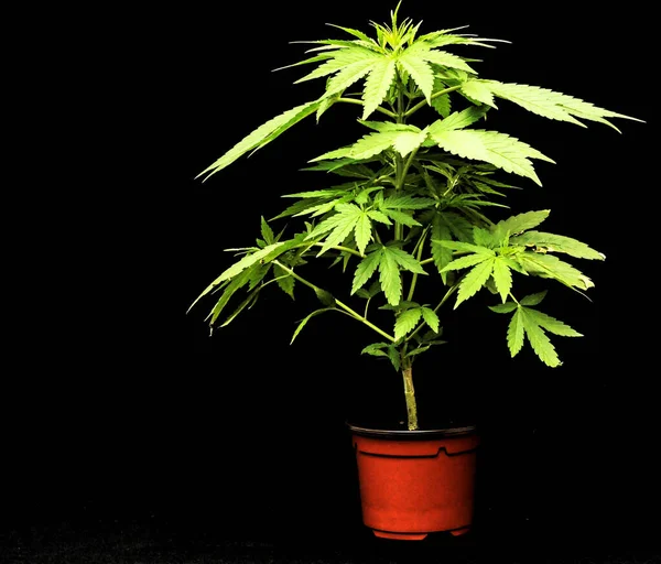 Una Marihuana Indica Planta Marihuana Sobre Fondo Negro — Foto de Stock