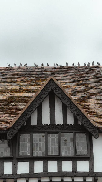 Ένα Κάθετο Πλάνο Ενός Κοπαδιού Πουλιών Σκαρφαλωμένο Στην Οροφή Ενός — Φωτογραφία Αρχείου