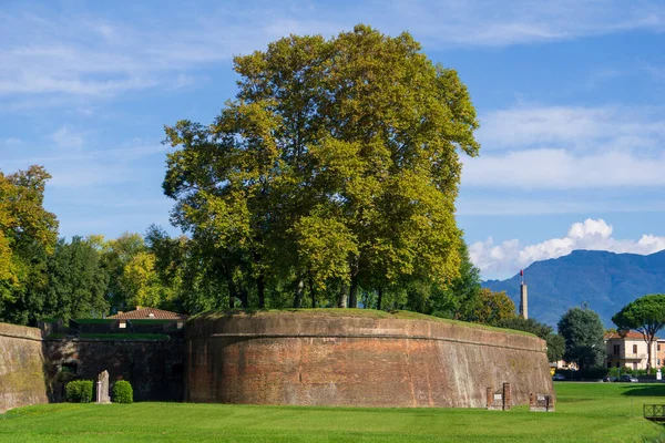 Trees Green Dense Leaves Growing Ground Fortified Walls Lucca Italy — Stockfoto
