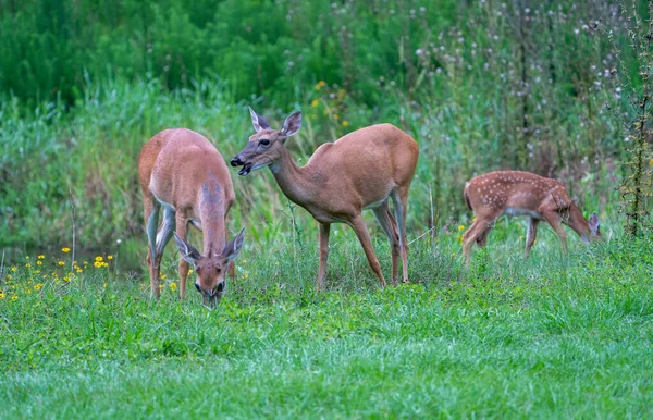 Group Beautiful Brown Deer Pasture — ストック写真
