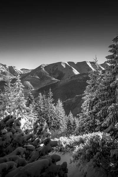 Uma Foto Tons Cinza Das Árvores Congeladas Nas Montanhas Tatra — Fotografia de Stock