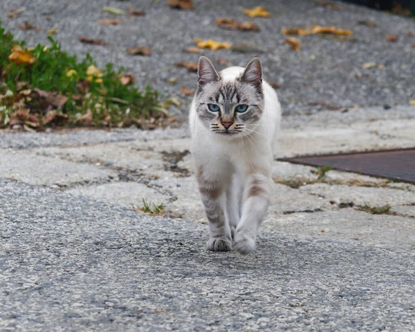 Een Close Shot Van Een Schattige Blauwogige Kat Die Weg — Stockfoto