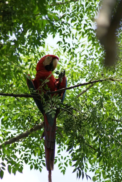 Vertical Shot Colorful Macaw Parrot Perched Tree Twig Green Leaves — Fotografia de Stock