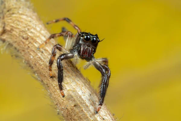 背景がぼやけている小枝のクモのクローズアップ — ストック写真