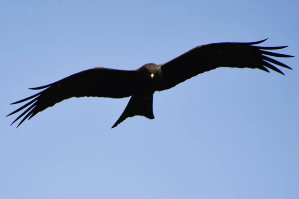 Beautiful Black Kite Flying High Clear Blue Sky Sunny Day — стоковое фото