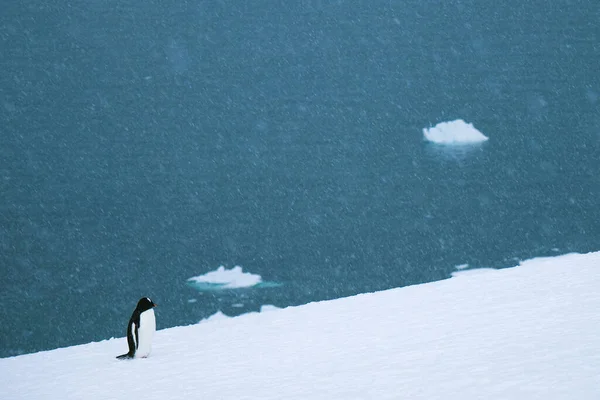Een Ezelspinguïn Het Ijs Tijdens Sneeuwval Antarctica — Stockfoto
