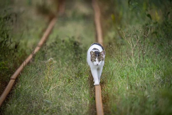 Крупный План Милой Кошки Идущей Железнодорожному Переходу — стоковое фото