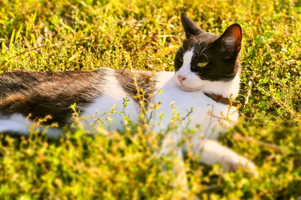 Young Domestic Black White Cat Lying Warm Field — Stock Photo, Image