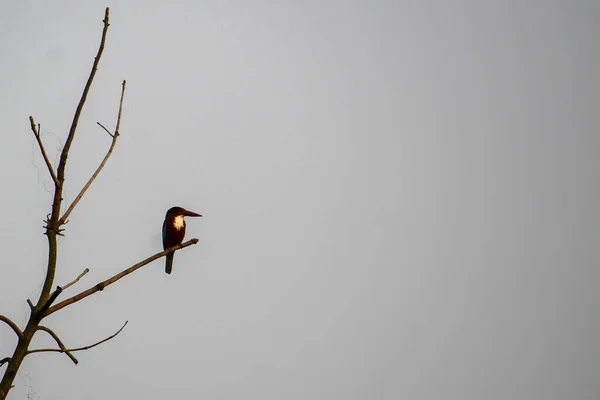 White Throated Kingfisher Perched Bare Tree Gray Background Copy Space — Fotografia de Stock