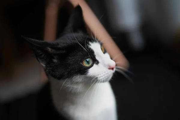 Closeup Shot Cute Black White Cat — Stockfoto