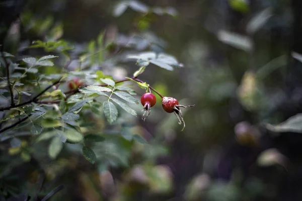 Closeup Shot Red Rose Hips — Stockfoto