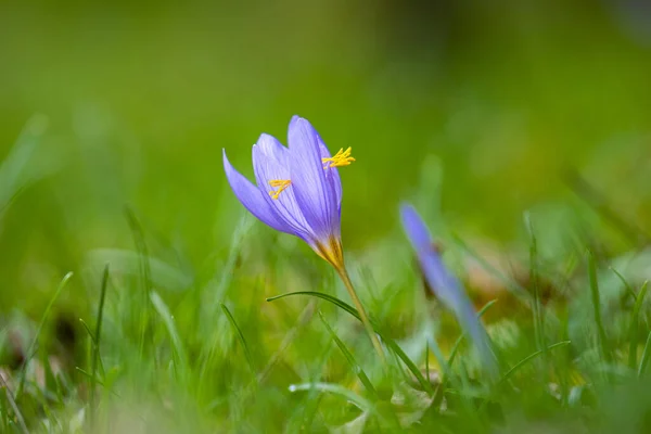 Gros Plan Une Belle Fleur Crocus Violet Sur Une Prairie — Photo