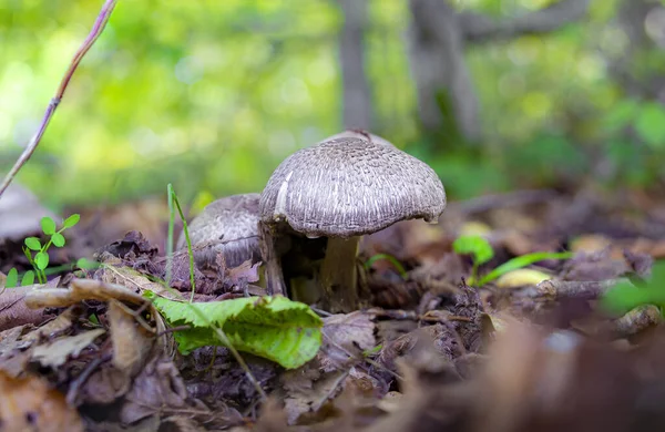 Couple Small Brown Mushrooms Forest — Stockfoto