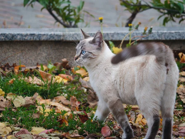 Detailní Záběr Roztomilé Modrooké Kočky Kráčející Trávě — Stock fotografie