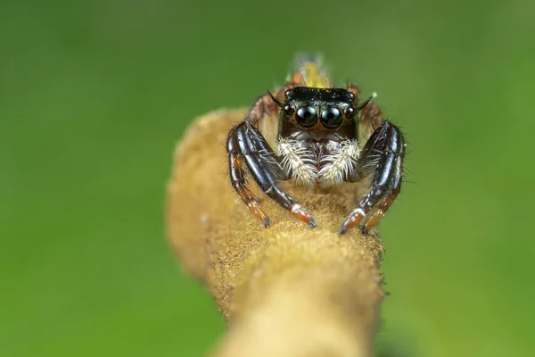 Closeup Shot Spider Twig Blurred Background — Stock Photo, Image